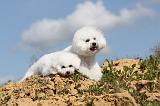 BICHON FRISE 303